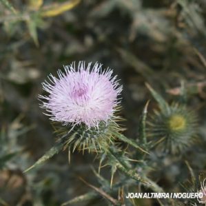 Cirsium vulgare var. albiflora