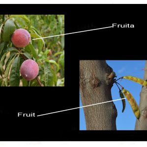 Fruita
