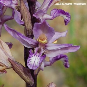 Limodorum abortivum subsp. abortivum