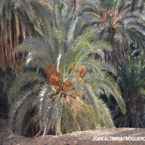 Phoenix dactylifera. (Orn)