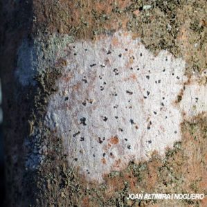 Arthonia dispersa