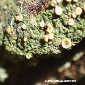 Coenogonium pineti
