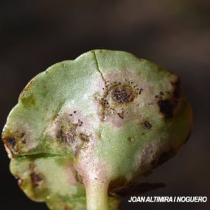 Puccinia umbilici. (Pat)