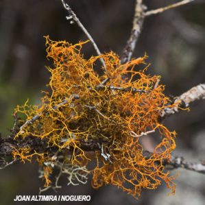 Teloschistes flavicans