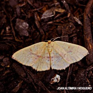 Cyclophora punctaria