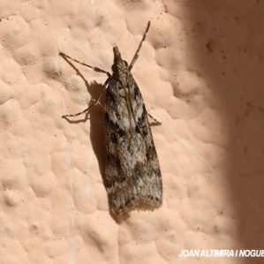 Eudonia angustea