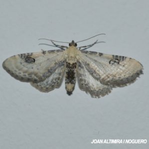 Eupithecia centaureata
