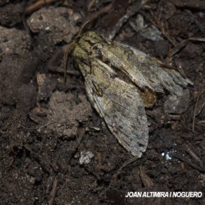 Peridea anceps