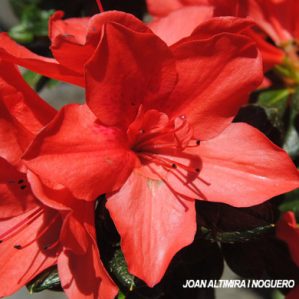 Rhododendron Japonicum. (Orn)