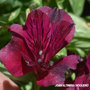Alstroemeria Inticancha Dark Purple