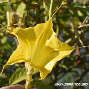 Brugmansia aurea. (Orn)