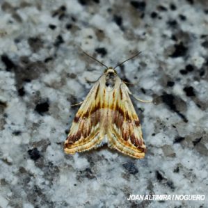 Eublemma ostrina