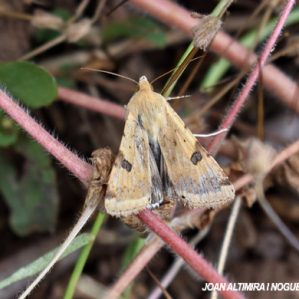 Heliothis peltigera