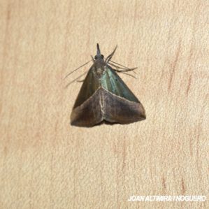 Hypena lividalis