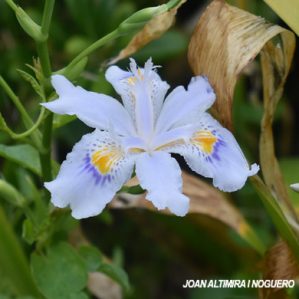 Iris japonica. (Orn)