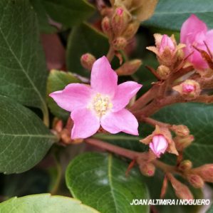 Lagunaria patersonii. (Orn)
