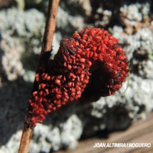 Leocarpus fragilis