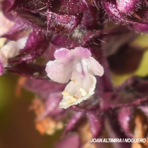 Ocimum basilicum var. cinnamom. (Cult )