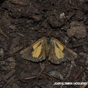 Phalaena piniaria