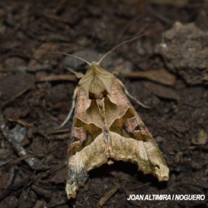 Phlogophora meticulosa