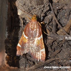 Pyralis regalis