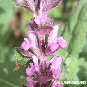 Salvia nemorosa Rose Queen. (Orn)