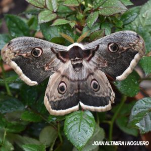 Saturnia pyri