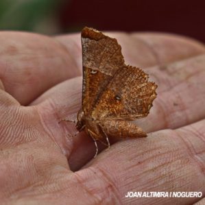 Selenia lunularia