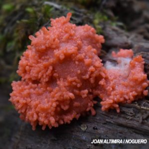 Tubifera ferruginosa