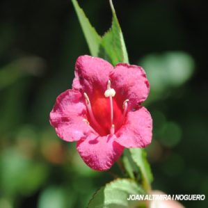 Weigelia florida red prince. (Orn)
