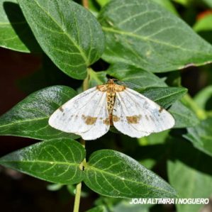 Abraxas pantaria