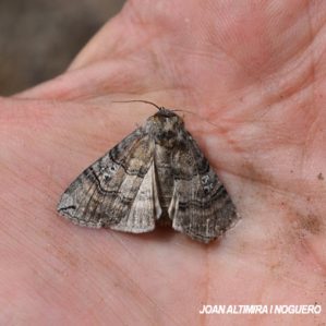 Tethea ocularis