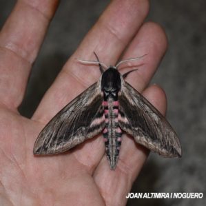 Agrius convolvuli