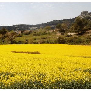 Arvense