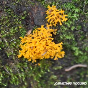 Calocera viscosa