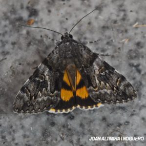 Catocala diversa