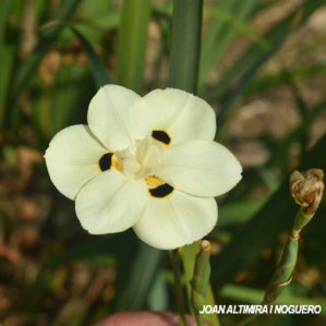 Dietes bicolor