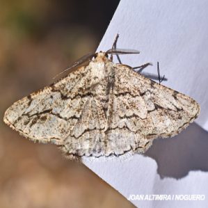 Ectropis crepuscularia