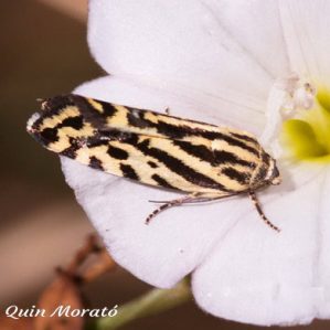 Emmelia trabealis