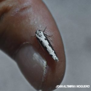 Ethmia bipunctella