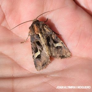 Trigonophora flammea