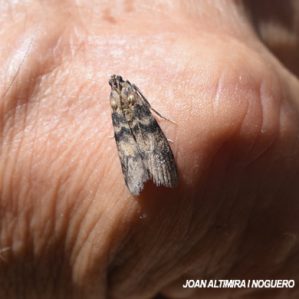 Euzophera pinguis