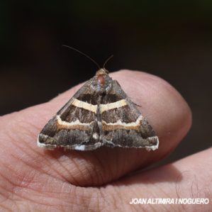 Grammodes stolida