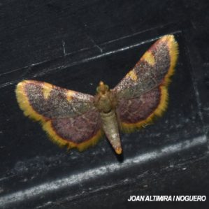 Hypsopygia costalis