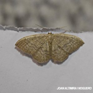 Idaea fuscovenosa