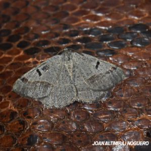 Itame vincularia