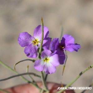 Marcus-kochia littorea