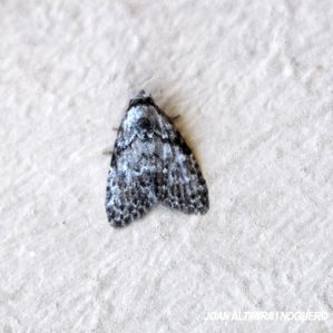 Meganola strigula