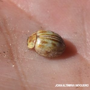 Myzia interrupta