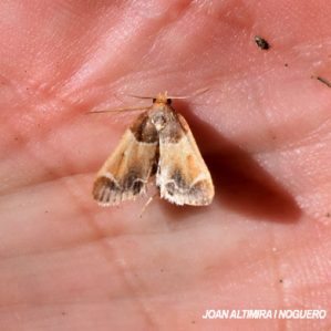 Pyralis farinalis
